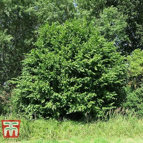 Corylus Avellana (Hedging)