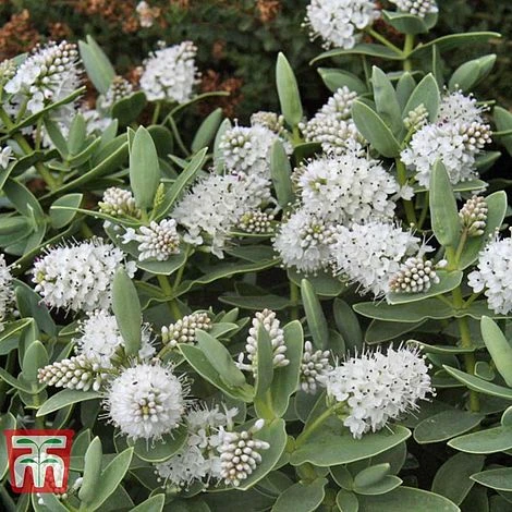 Hebe Albicans - Image 2