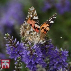 Hebe 'Garden Beauty Blue'