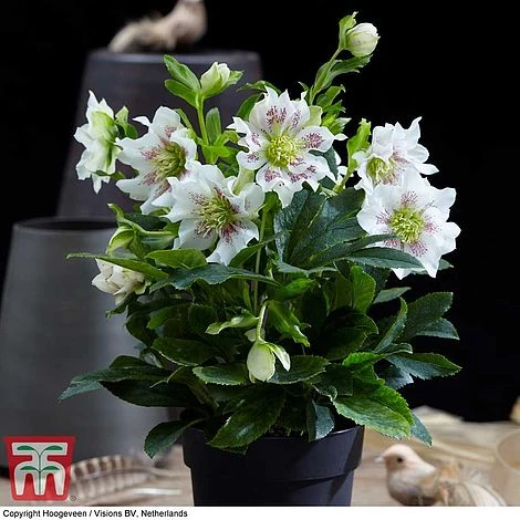 Hellebore 'Hello Pearl' - Image 3