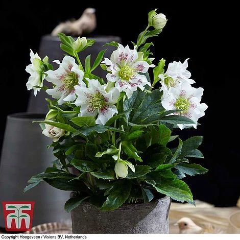 Hellebore 'Hello Pearl' - Image 4