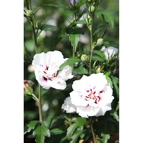 Hibiscus Syriacus 'Lady Stanley' - Image 8