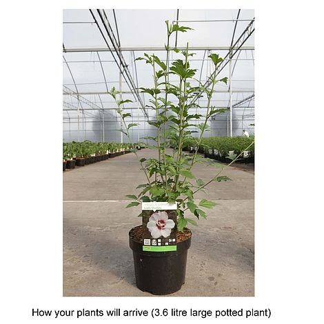 Hibiscus Syriacus 'Lady Stanley' - Image 7