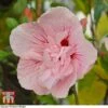 Hibiscus Syriacus 'Pink Chiffon'
