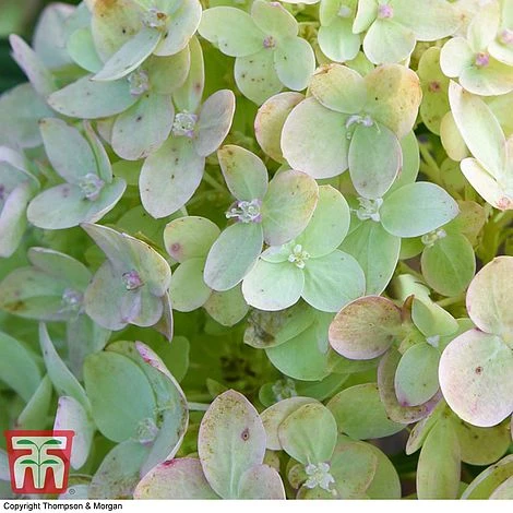 Hydrangea Paniculata 'Little Lime' - Image 4