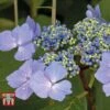 Hydrangea Macrophylla 'Nizza'