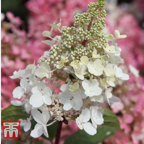 Hydrangea Paniculata 'Pinky Winky' - Image 2