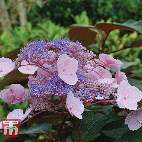 Hydrangea Aspera 'Hot Chocolate'