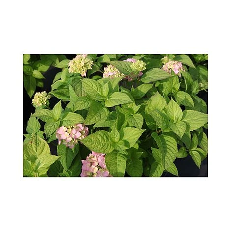 Hydrangea Macrophylla 'Rosita' - Image 2