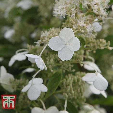 Hydrangea Paniculata 'Kyushu' - Image 2