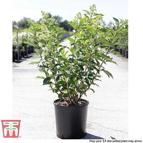 Hydrangea Paniculata 'Kyushu' - Image 4