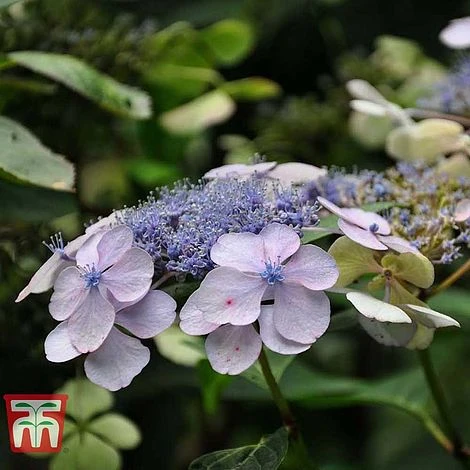 Hydrangea Serrata 'Bluebird' - Image 4
