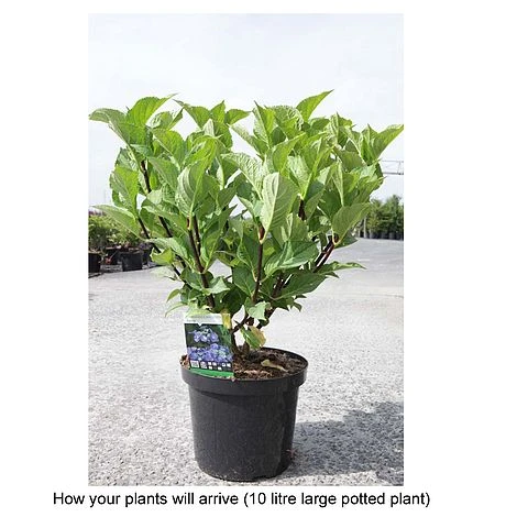 Hydrangea Macrophylla 'Zorro' - Image 2