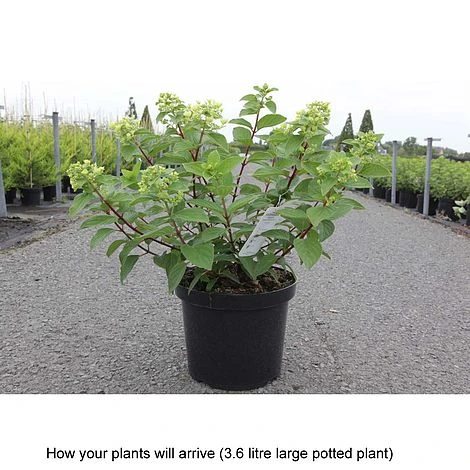 Hydrangea Paniculata 'Diamant Rouge' - Image 2