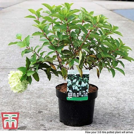 Hydrangea Paniculata 'Polar Bear' - Image 3