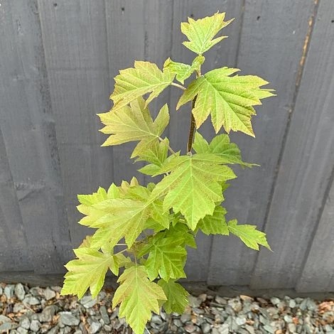 Wild Service Tree (Sorbus Torminalis) Grown By Cotswold Trees - Image 2