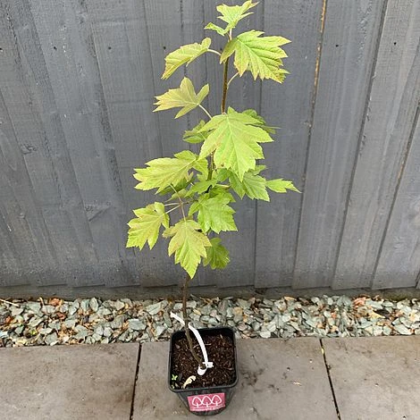 Wild Service Tree (Sorbus Torminalis) Grown By Cotswold Trees - Image 4