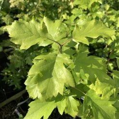 Wild Service Tree (Sorbus Torminalis) Grown By Cotswold Trees