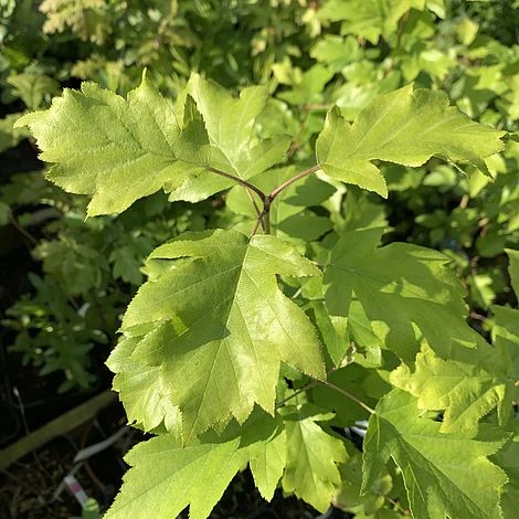 Wild Service Tree (Sorbus Torminalis) Grown By Cotswold Trees