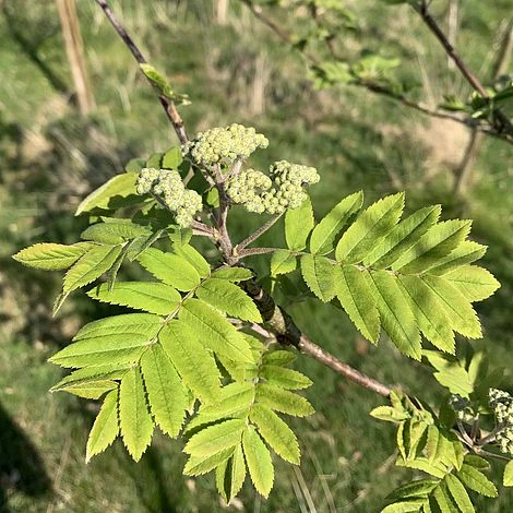 Rowan Tree (Sorbus Aucuparia) Grown By Cotswold Trees - Image 5