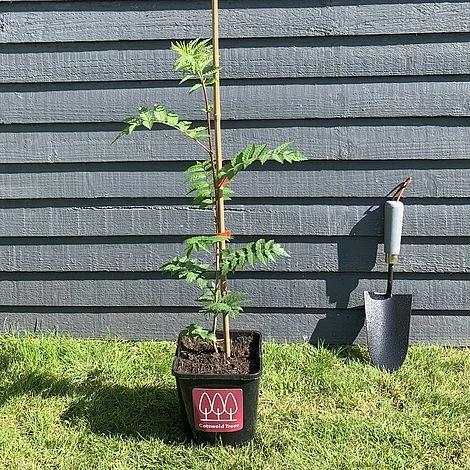 Rowan Tree (Sorbus Aucuparia) Grown By Cotswold Trees - Image 6