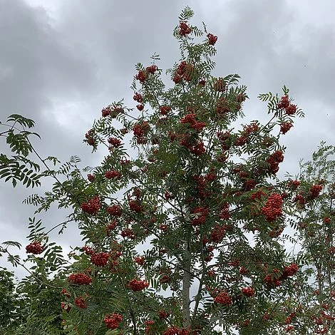 Rowan Tree (Sorbus Aucuparia) Grown By Cotswold Trees - Image 4