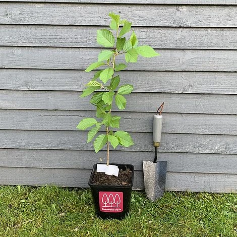 Wild Cherry Tree (Prunus Avium) Grown By Cotswold Trees - Image 5
