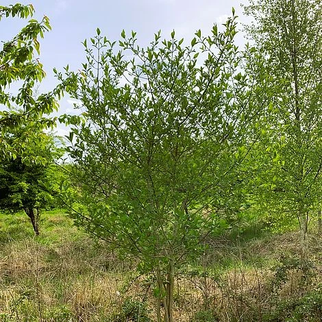 Spindle (Euonymus Europaeus) Grown By Cotswold Trees