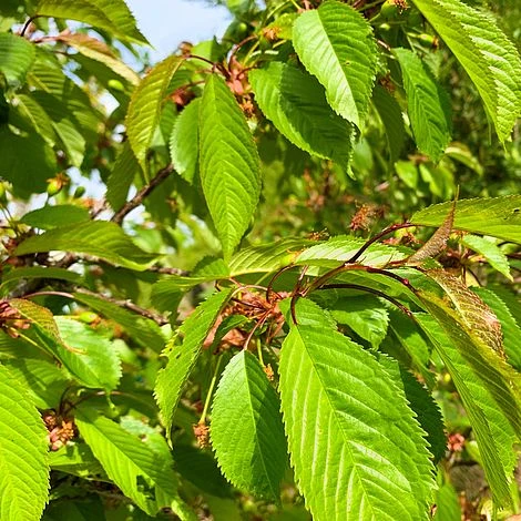 Wild Cherry Tree (Prunus Avium) Grown By Cotswold Trees - Image 4