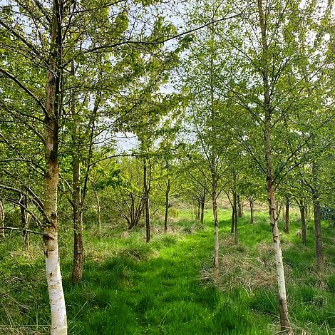 Silver Birch Tree (Betula Pendula) Grown By Cotswold Trees - Image 2