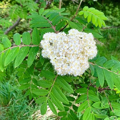 Rowan Tree (Sorbus Aucuparia) Grown By Cotswold Trees - Image 3