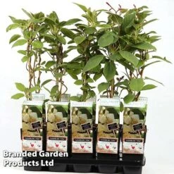 Kiwi 'Atlas' (Male Variety)