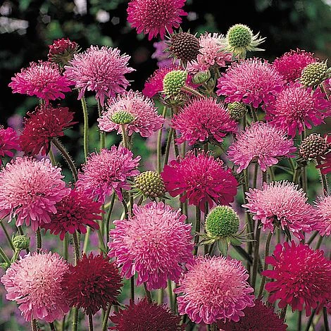 Knautia Macedonica 'Melton Pastels' - Image 4