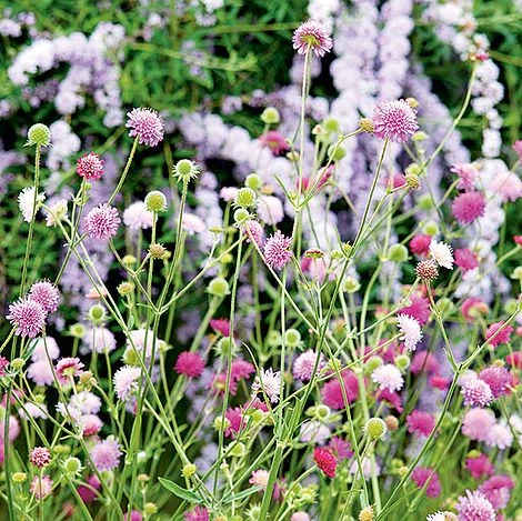 Knautia Macedonica 'Melton Pastels' - Image 5
