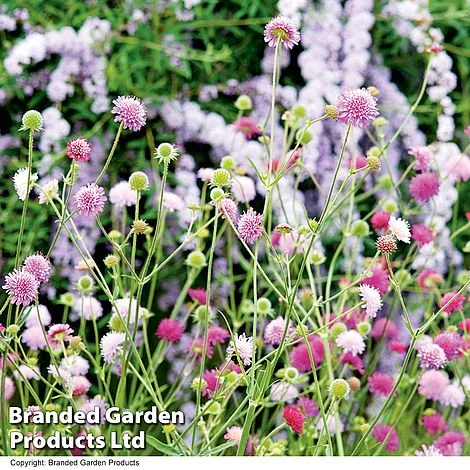 Knautia Macedonica 'Melton Pastels'