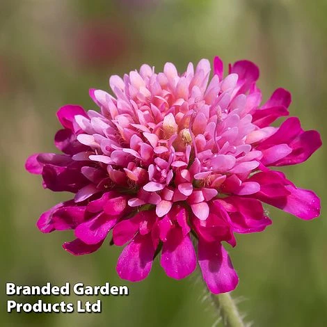 Knautia Macedonica 'Melton Pastels' - Image 3