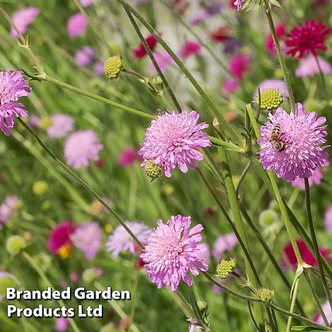 Knautia Macedonica 'Melton Pastels' - Image 2
