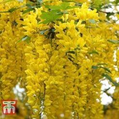 Laburnum Anagyroides