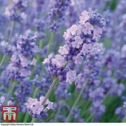 Lavender 'Melissa Lilac'