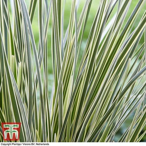 Lomandra 'White Sands' - Image 3