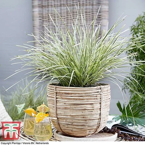 Lomandra 'White Sands' - Image 7