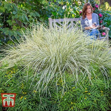 Lomandra 'White Sands' - Image 9