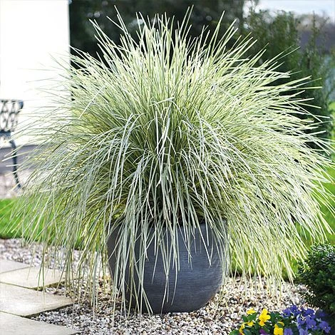 Lomandra 'White Sands' - Image 11