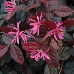 Loropetalum Chinense Var. Rubrum 'Fire Dance'