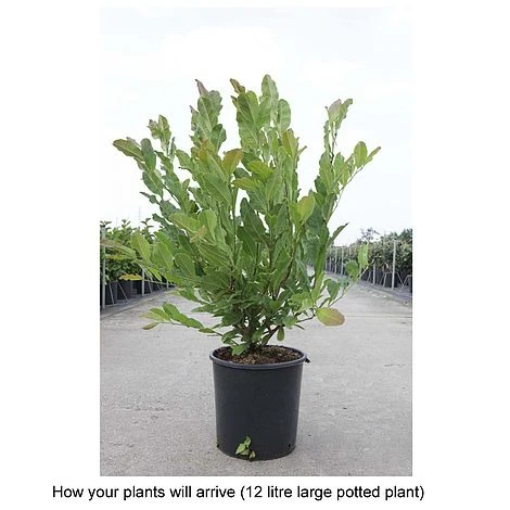 Magnolia X Loebneri 'Leonard Messel' - Image 2