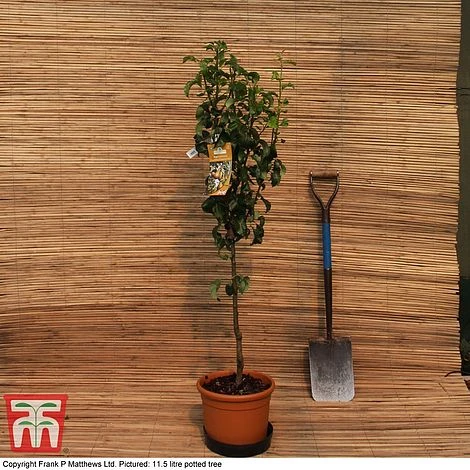 Pear 'Beurré Hardy' - Image 2