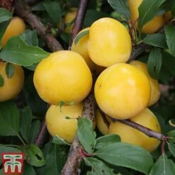 Plum 'Mirabelle Golden Sphere'