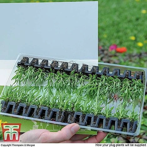 Nurserymans Choice Bedding Mix + 100g Incredibloom® + Nurserymans Choice Flower Seeds - Image 3