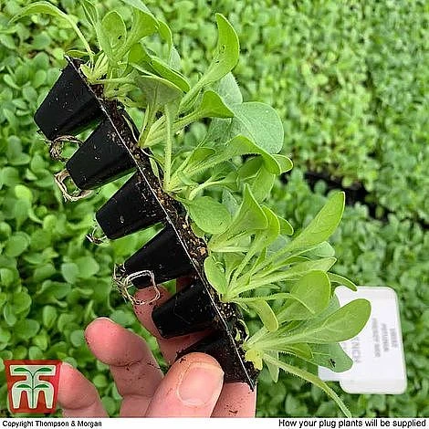 Nurserymans Choice Bedding Mix + 100g Incredibloom® + Nurserymans Choice Flower Seeds - Image 4