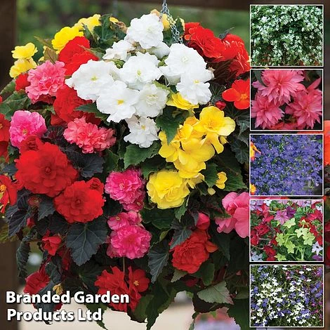 Nurserymans Choice Bedding Mix + 100g Incredibloom® + Nurserymans Choice Flower Seeds